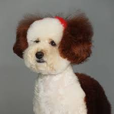 Permanent Hair Dye-Loyal Brown