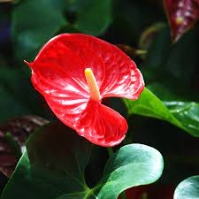 Your favorite blooms — from roses and peonies to lilies and daisies — send. 25 Best Red Flowers For Gardens Red Perennials And Annuals