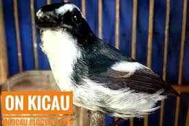 Burung decu adalah jenis burung pengicau mungil yaknii . Perawatan Yang Tepat Untuk Burung Decu Kembang Mabung Ngurak On Kicau