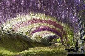 Pictures Of 23 Unbelievably Beautiful Places On Earth Westeria Flower Tunnel Japan Kitakyushu Wisteria Tunnel Beautiful Places