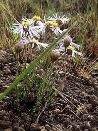 Image result for Felicia grantii