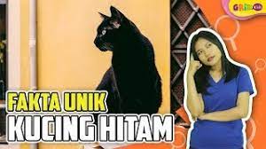 Kucing dalam islam dan bulu kucing? Fakta Unik Kucing Hitam Youtube