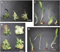 Image result for Scadoxus puniceus