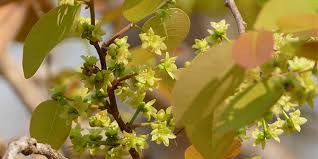 Image result for Pseudolachnostylis maprouneifolia