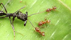 When i owned my house we had a pest control company service our home,once every month. Macro Photographs Reveal The Tiny Brutal World Of Ant Warfare Digital Photography Review