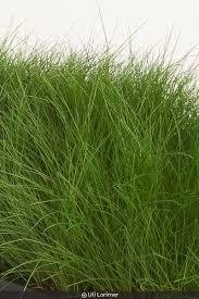 Image result for Avenella flexuosa