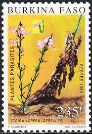 Image result for Striga aspera