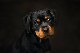 Black And Tan Short Coated Puppy Dark Dog Animals Portrait Wallpaper In 2020 Rottweiler Puppies Rottweiler Dog Rottweiler