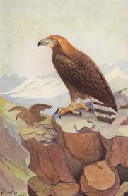 Verwechslungsmöglichkeit besteht wegen des rindenfarbigen gefieders mit mittelgroßen eulen (z. Brehms Tierleben Vogel Band 14 Raubvogel I