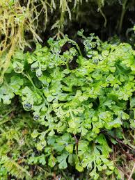 Image result for Anogramma leptophylla