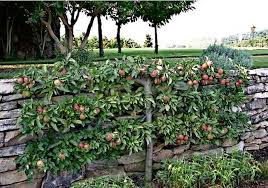 • training young fruit trees is essential for proper tree development. Espalier Trees Espalier Fruit Trees Fruit Trees Garden Trees