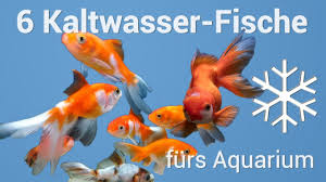Je mehr wasser das becken fasst, desto einfacher ist die einrichtung. 6 Fische Furs Kaltwasseraquarium Youtube