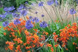 A Brilliant Summer Border Idea With Crocosmia Agapanthus And Grasses Summer Plants Planting Flowers Crocosmia Lucifer