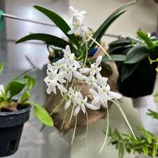 Image result for Mystacidium