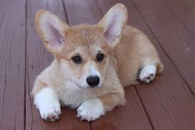 We did not find results for: Husky Corgi Mix Puppies Novocom Top