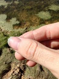 Image result for Stuckenia