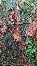 Image result for Terminalia brachystemma