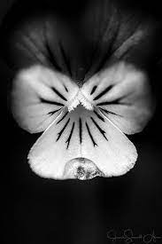 Week 36 B W With Colored Filters Pretty Pictures Photo Challenge Photo