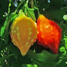 Image result for Momordica pterocarpa