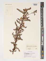 Image result for Acacia kirkii
