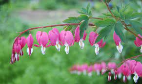 Lamprocapnos Wikipedia The Free Encyclopedia Flowering Shade Plants Unusual Flowers Bleeding Heart Flower