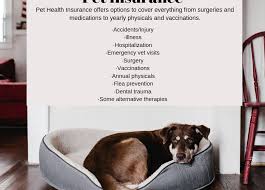 Exclusions section of your policy and your policy declarations page. Pet Health Insurance Lincoln Insurance
