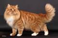 Siberian Cattery - Cat Breeder - GoKitty