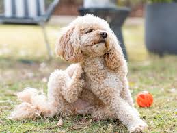 7 Natural Home Remedies For Itchy Dogs