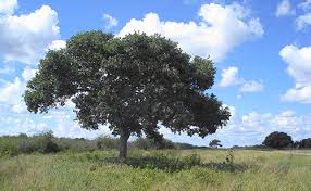 Image result for Philenoptera nelsii