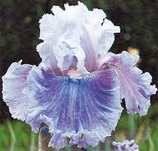 Stout Gardens At Dancingtree Buy Fine Iris Irises And Daylilies Online Iris Flowers Iris Garden Beautiful Flowers