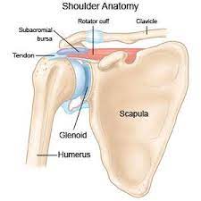 The major bursae in the shoulder include. Shoulder Bursitis What You Need To Know