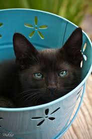 Beautiful Black Cat With Brown Eyes Coffeenuts Nevena Uzurov Kitty By Venkane On Flickr Kittens Cutest Kittens Pretty Cats