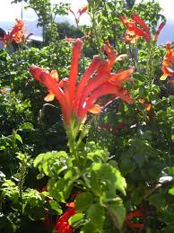 Click on a picture below to get all the details, sizes, and prices 10 Honeysuckle Lovetoknow