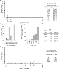 NRF2 and KEAP1 are preferentially mutated at positions including and... |  Download Scientific Diagram