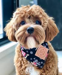 Black And Tan Full Grown Cavapoo Puppies Everything You Need To Know About A Cavapoo Cavapoo Cavapoopuppies Cutepuppies Dogs Dogbeast Cavapoo Goldendoodle Puppy Cavapoo Puppies