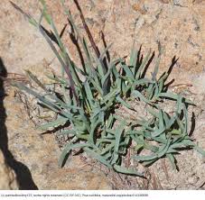 Image result for Poa binata