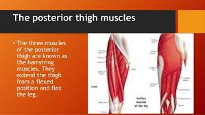 In human anatomy, the thigh is the area between the hip and the knee.anatomically, it is part of the lower limb. Upper Leg Muscles And Thorax