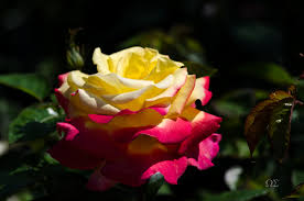 During 1991 by artificial pollination. Rose Pullmann Orient Express Foto Bild Pflanzen Pilze Flechten Bluten Kleinpflanzen Rosen Bilder Auf Fotocommunity