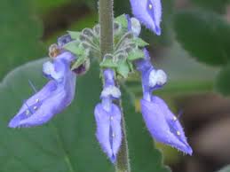 Image result for Coleus barbatus