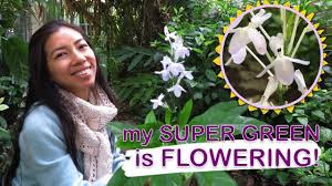 Grass snake care is less work than most pets, but there are a few key things you need to know. How To Cook Sabah Snake Grass By Alice Chee