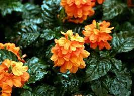 9 Flores Naranjas Nombres Caracteristicas Y Fotos Flores Cultivo De Plantas Plantas De Exterior