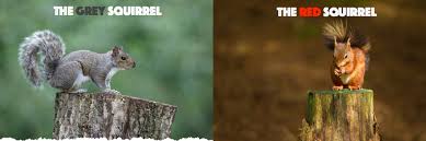 Squirrels can be a big nuisance in your yard and home, particularly if you have a bird feeder or garden. How To Get Rid Of Ground Squirrels The Humane Safe Way