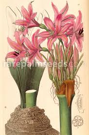 Image result for Brunsvigia