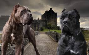 The cane corso is an italian breed with a lengthy history. Regumvetus Cane Corso Kennel Facebook
