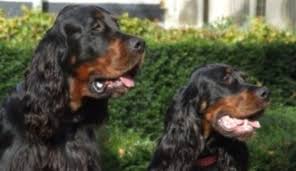 Image result for skotský setr gordonsetr