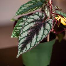 Image result for Cissus