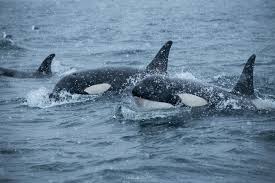 Watch orcas socialize and hunt in their natural habitat with our live orca camera based in british columbia. Orcas Visit Lofoten Friday Photo 431 Lofoten Islands Norway