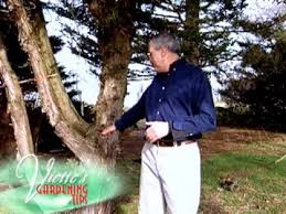 Come climbing in nagano with evergreen. Limbing Up Evergreens Youtube