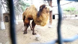 Where do camels come from. Camel Walk Stock Footage Royalty Free Stock Videos Pond5