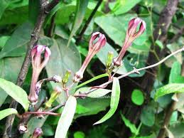 Image result for Ceropegia lugardiae